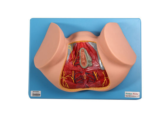 12 posities Mannelijke Perineum Anatomisch Modelfor medical training